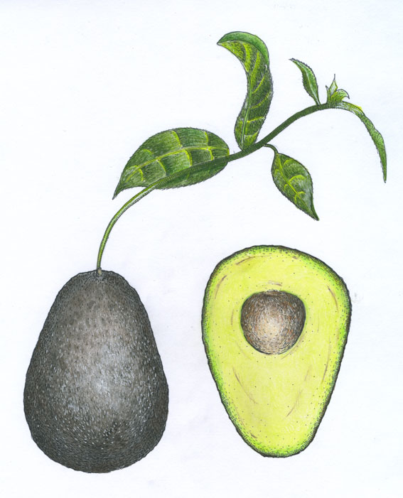 Two Avocados